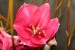 tulipany detail